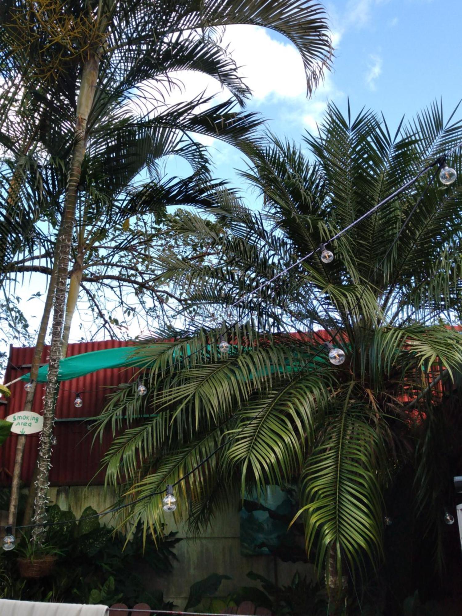 Alexander B&B Alajuela Exterior photo